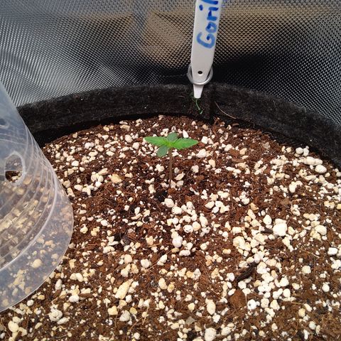Gertrude growlog timeline photo