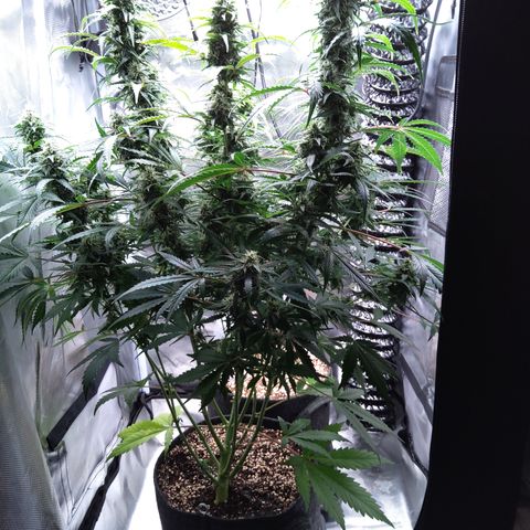 Northern Lights Auto by White Label growlog timeline photo