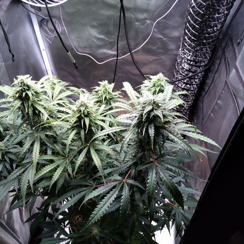 Northern Lights Auto by White Label growlog timeline photo