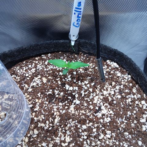 Gertrude growlog timeline photo