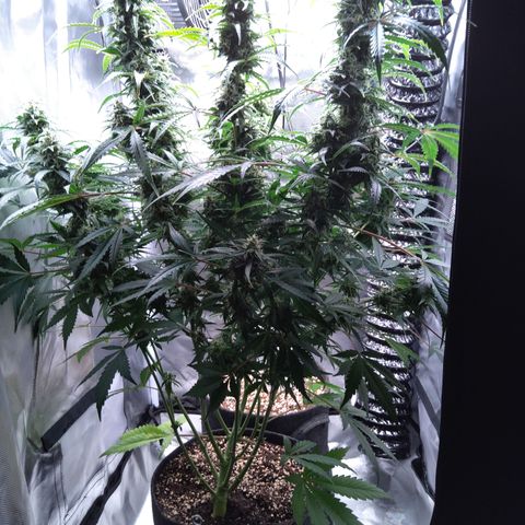Northern Lights Auto by White Label growlog timeline photo