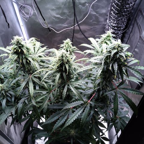 Northern Lights Auto by White Label growlog timeline photo