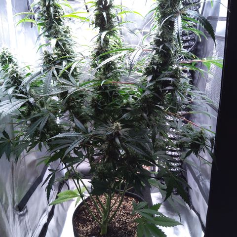 Northern Lights Auto by White Label growlog timeline photo