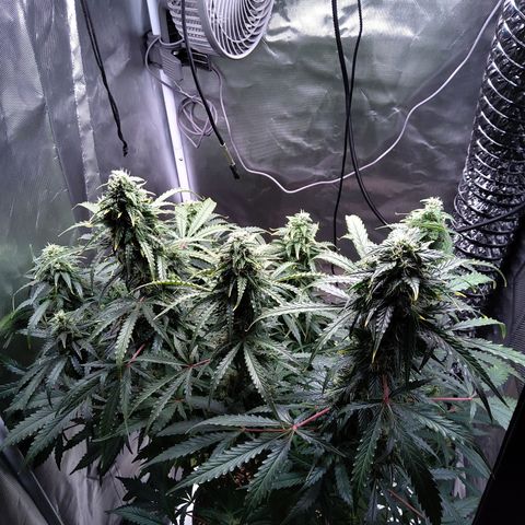 Northern Lights Auto by White Label growlog timeline photo