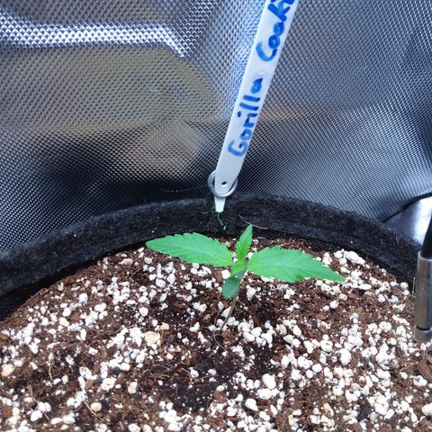 Gertrude growlog timeline photo