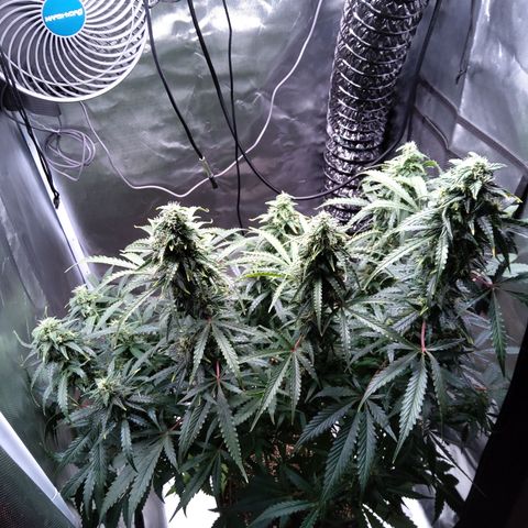 Northern Lights Auto by White Label growlog timeline photo