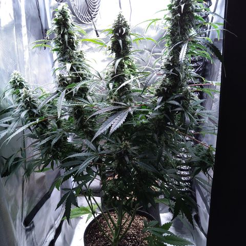 Northern Lights Auto by White Label growlog timeline photo