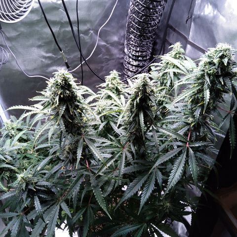 Northern Lights Auto by White Label growlog timeline photo