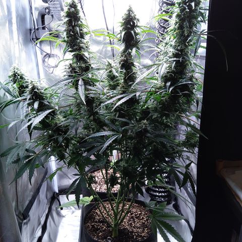 Northern Lights Auto by White Label growlog timeline photo
