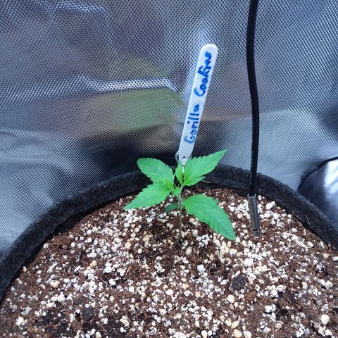 Gertrude growlog timeline photo