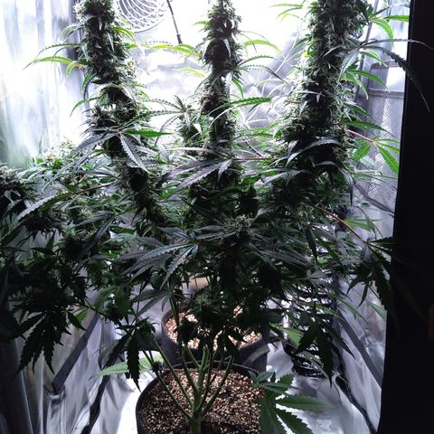 Northern Lights Auto by White Label growlog timeline photo
