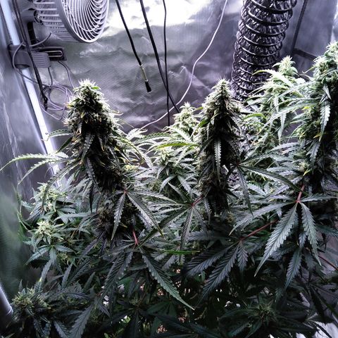 Northern Lights Auto by White Label growlog timeline photo