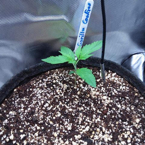 Gertrude growlog timeline photo