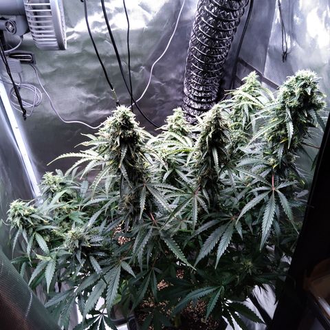 Northern Lights Auto by White Label growlog timeline photo