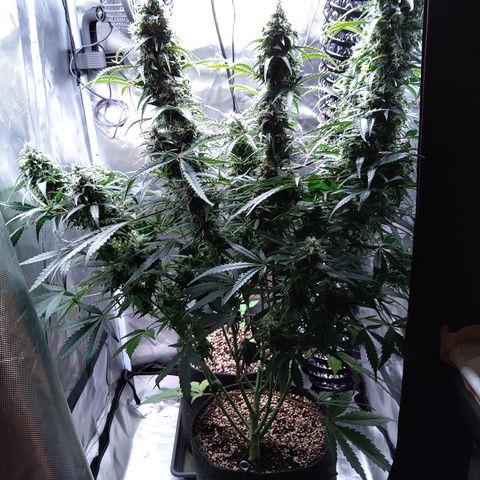 Northern Lights Auto by White Label growlog timeline photo