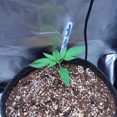 Gertrude growlog timeline photo