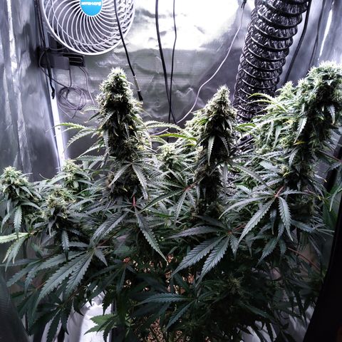 Northern Lights Auto by White Label growlog timeline photo