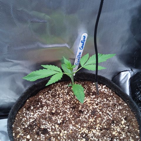 Gertrude growlog timeline photo