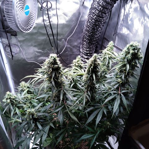 Northern Lights Auto by White Label growlog timeline photo