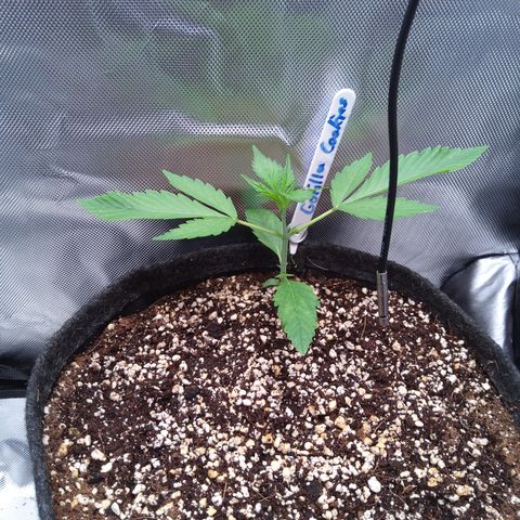 Gertrude growlog timeline photo