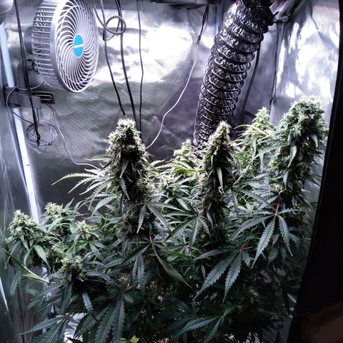 Northern Lights Auto by White Label growlog timeline photo