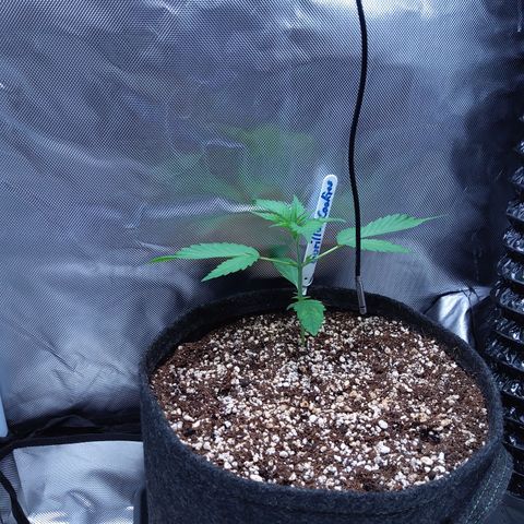 Gertrude growlog timeline photo