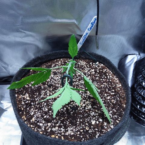 Gertrude growlog timeline photo