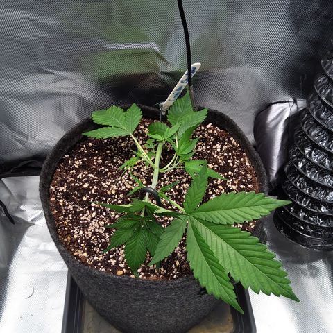 Gertrude growlog timeline photo
