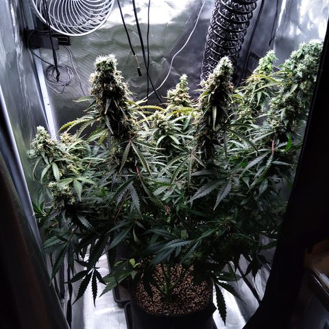 Northern Lights Auto by White Label growlog timeline photo