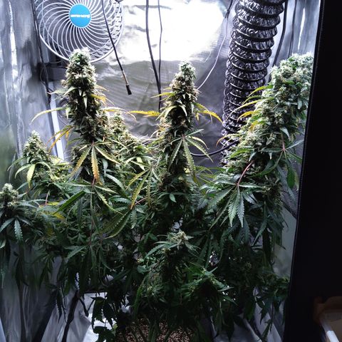 Northern Lights Auto by White Label growlog timeline photo