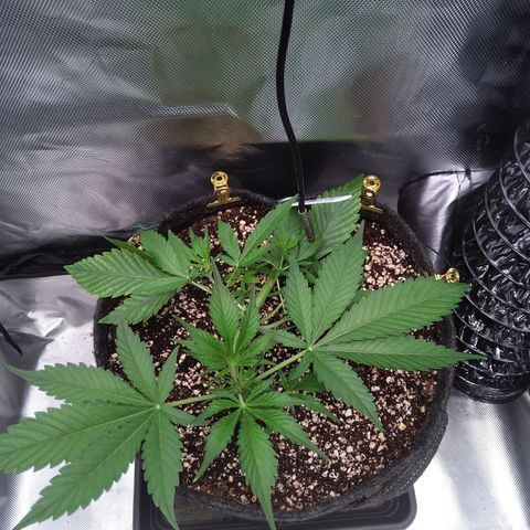 Gertrude growlog timeline photo