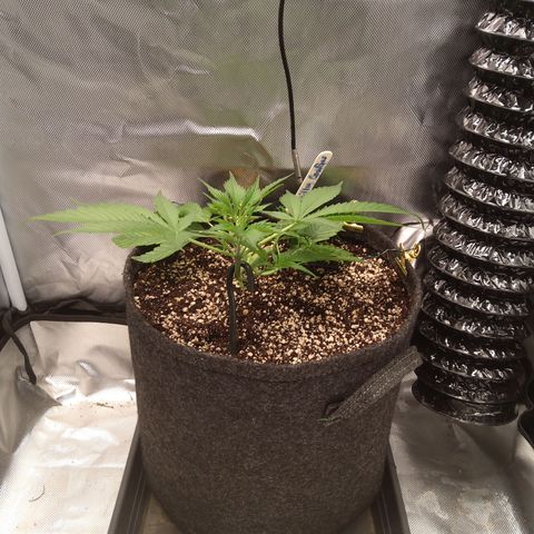 Gertrude growlog timeline photo