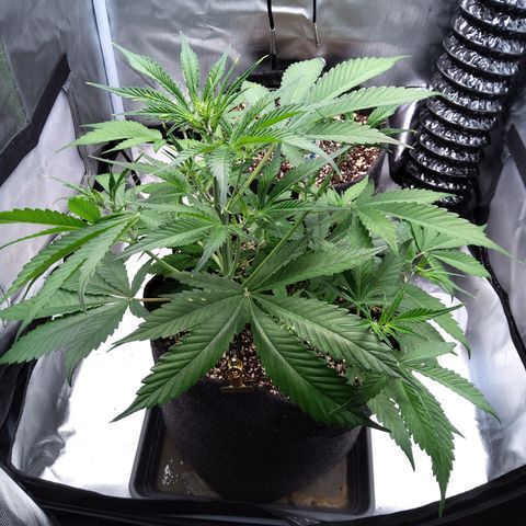 Gertrude growlog timeline photo