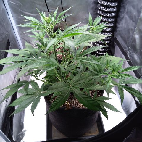 Gertrude growlog timeline photo