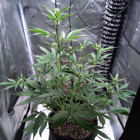 Gertrude growlog timeline photo