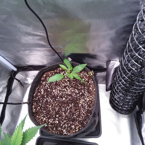 Patricia (Gorilla Punch Auto) growlog timeline photo