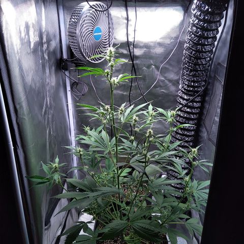 Gertrude growlog timeline photo