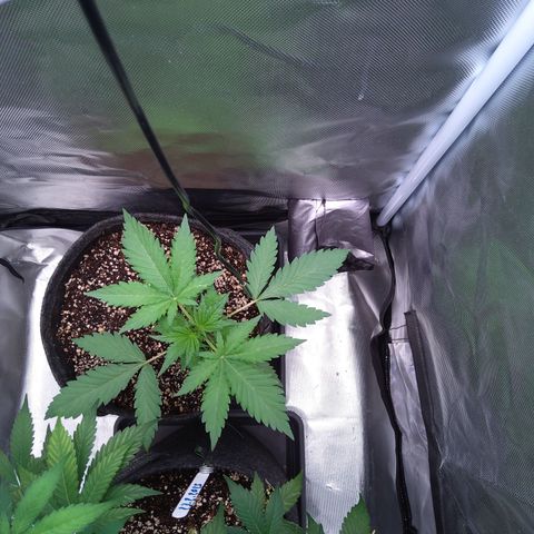 Patricia (Gorilla Punch Auto) growlog timeline photo