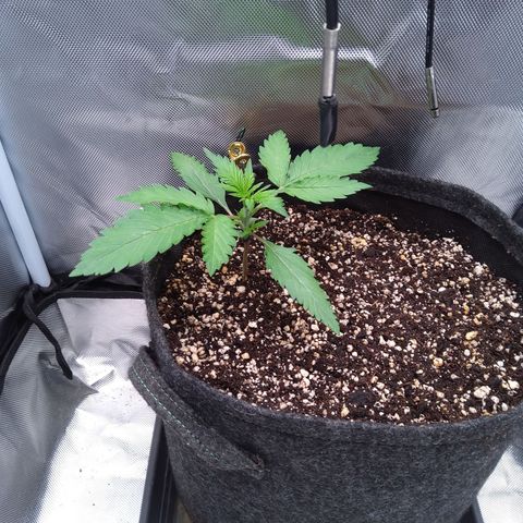 Patricia (Gorilla Punch Auto) growlog timeline photo