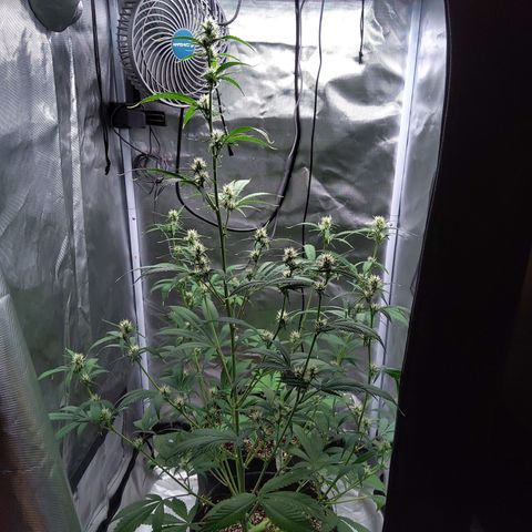 Gertrude growlog timeline photo