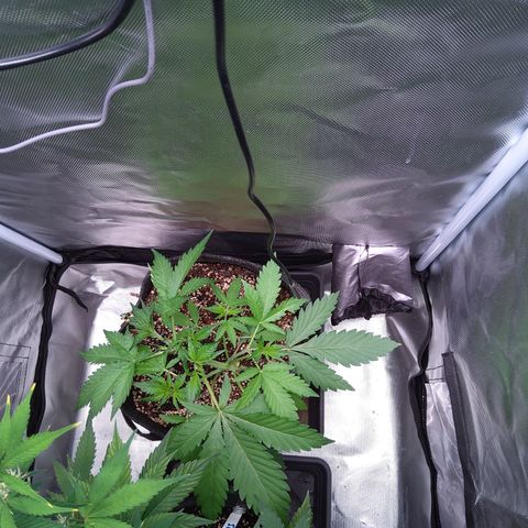 Patricia (Gorilla Punch Auto) growlog timeline photo