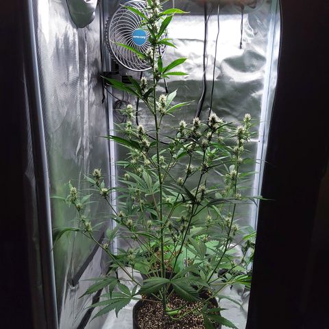 Gertrude growlog timeline photo