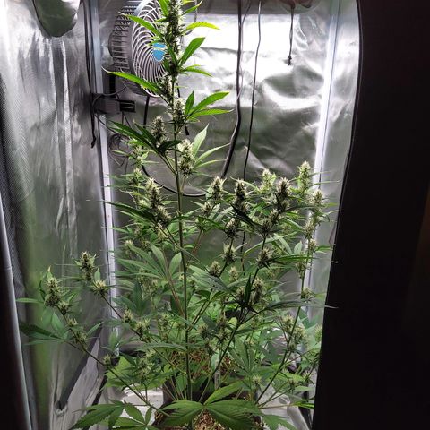 Gertrude growlog timeline photo