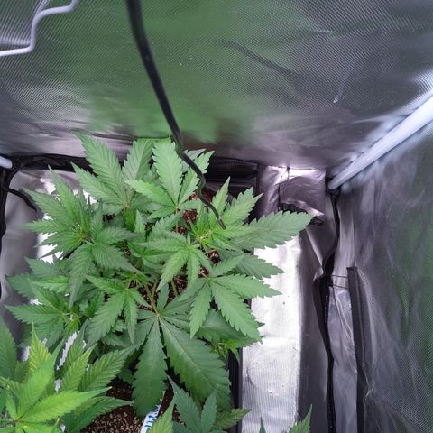 Patricia (Gorilla Punch Auto) growlog timeline photo