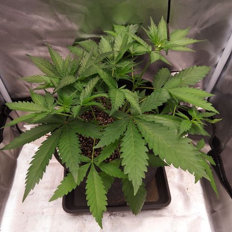Patricia (Gorilla Punch Auto) growlog timeline photo