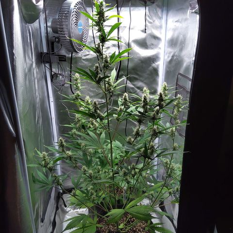 Gertrude growlog timeline photo