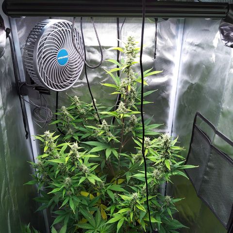 Gertrude growlog timeline photo