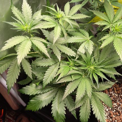 Patricia (Gorilla Punch Auto) growlog timeline photo