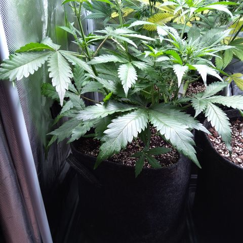 Patricia (Gorilla Punch Auto) growlog timeline photo