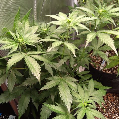Patricia (Gorilla Punch Auto) growlog timeline photo